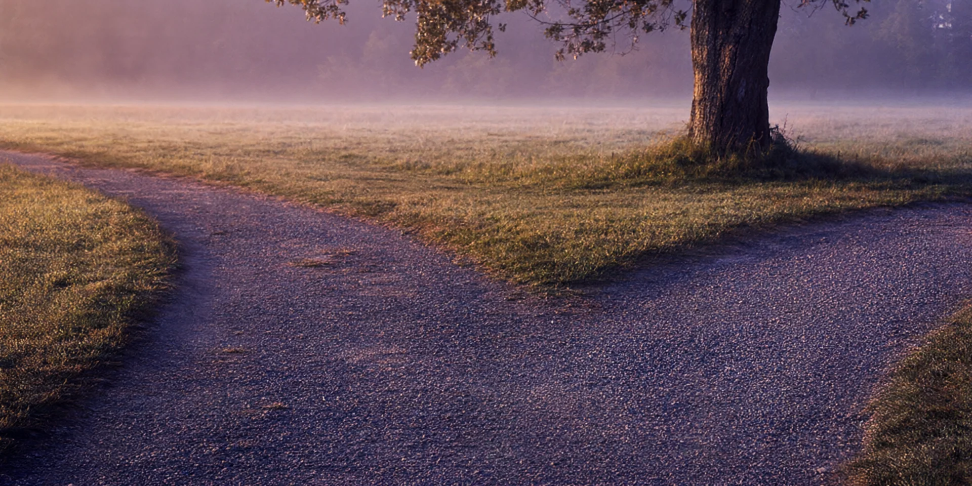 Un sentiero di ghiaia si divide in due intorno a una quercia, nella nebbia dell'alba.
