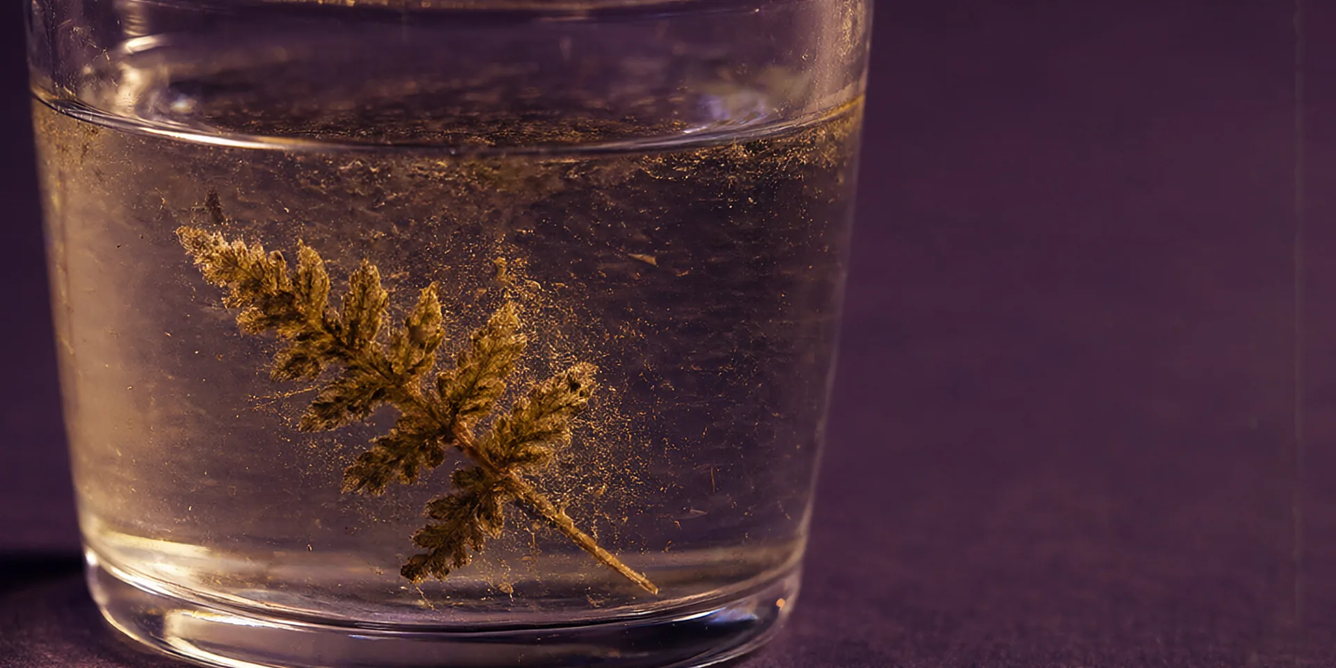 Una hoja seca de helecho parcialmente sumergida en un vaso de agua con los bordes disolviéndose y liberando partículas finas en el agua.